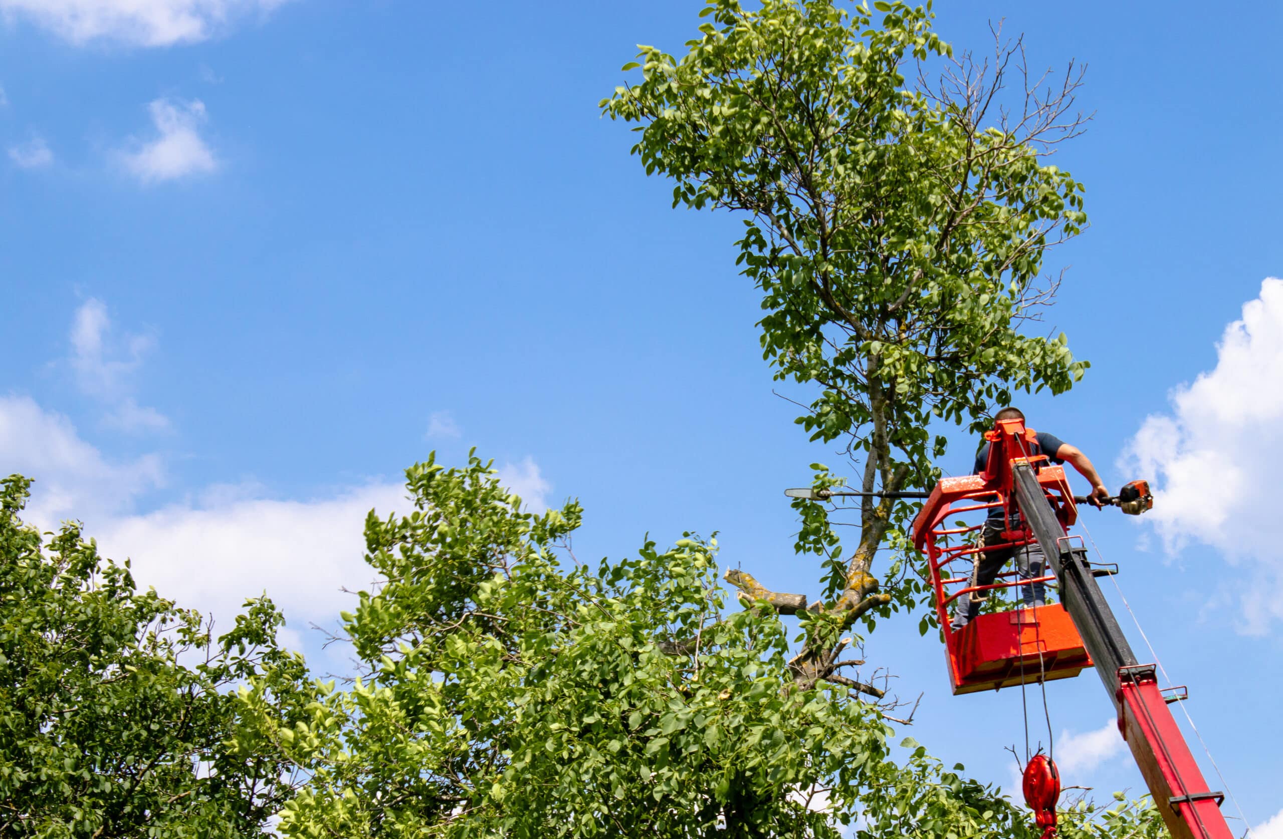 Arborist in a cherry picker trimming tall branches under a bright blue sky