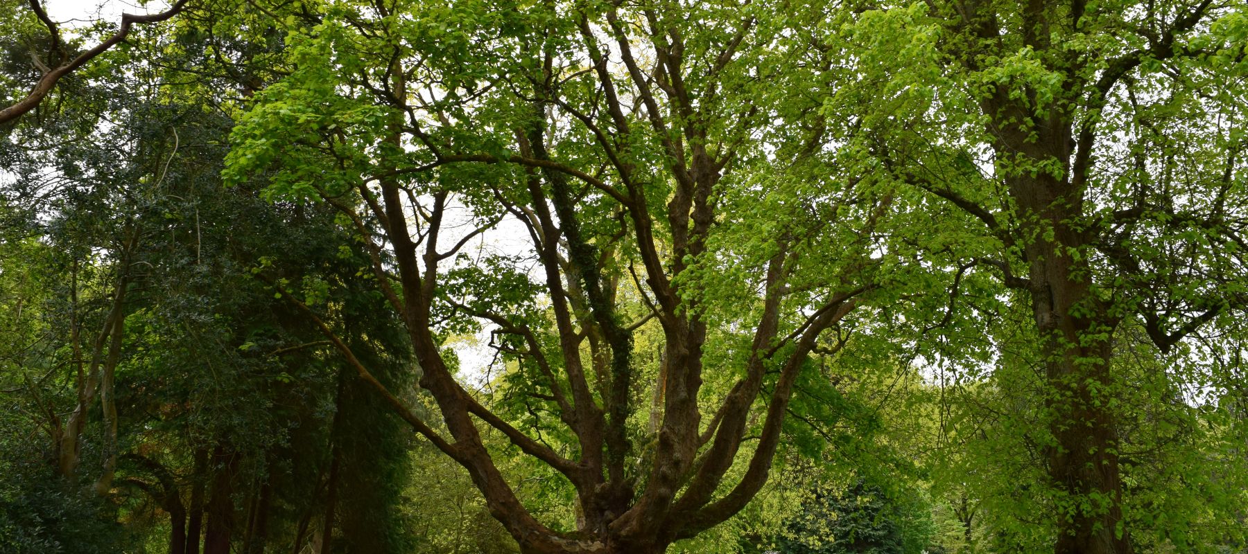 A large leafy tree in a lush, green park on a sunny day