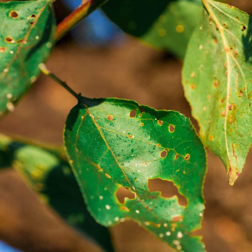 Close-up of tree leaves with visible holes and discoloration due to pest or disease damage