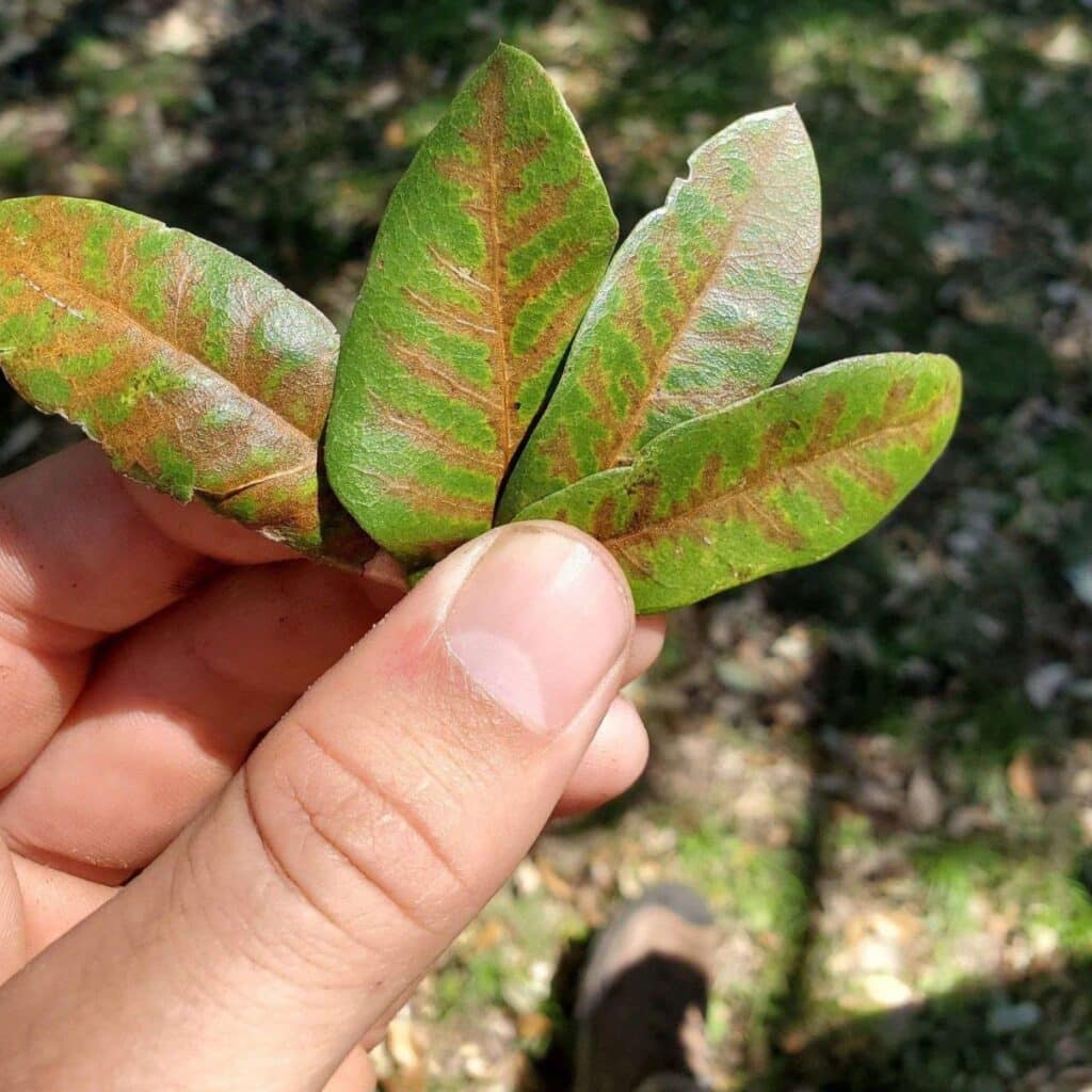 A hand holding a small cluster of leaves showing streaky discoloration caused by a plant disease