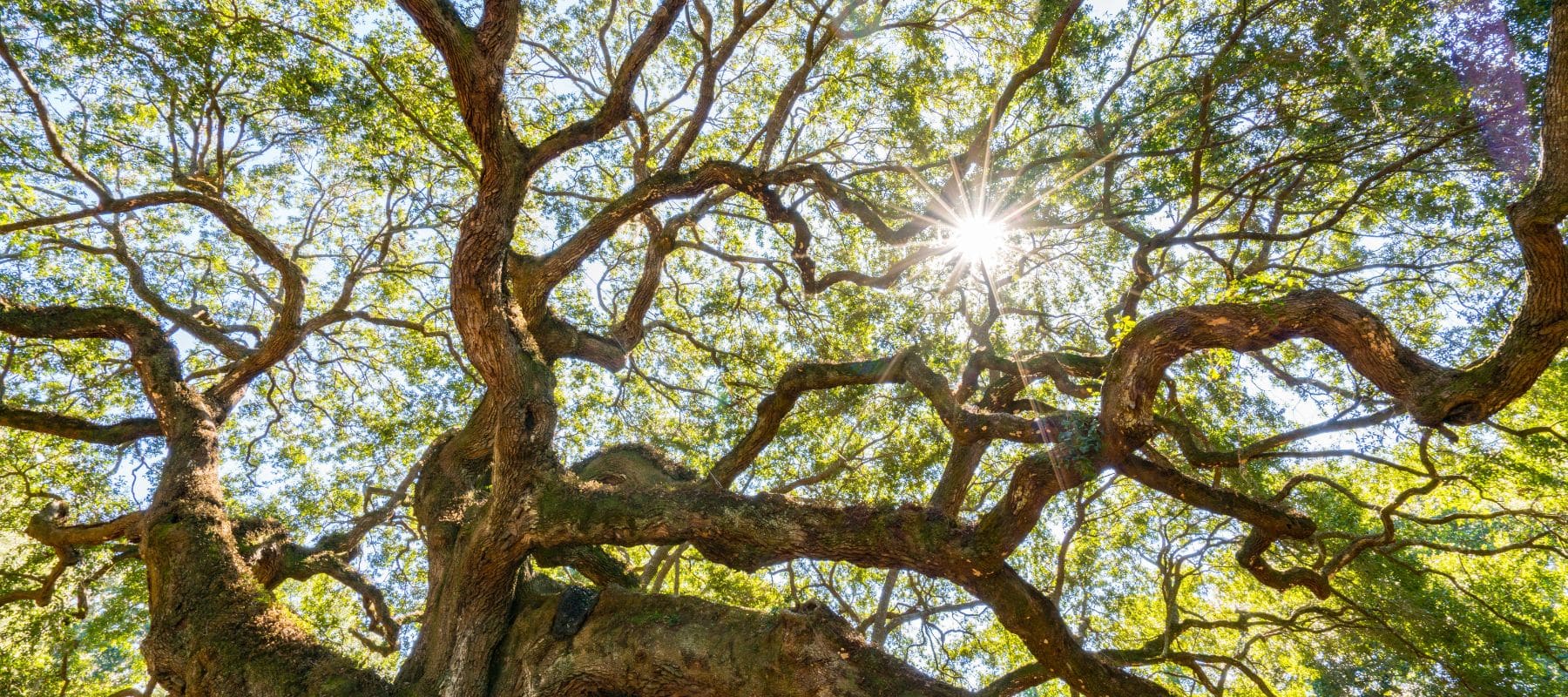 Sunlight streaming through the sprawling branches of a large, vibrant tree