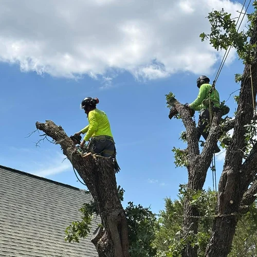 Crew members in a tree during tree service in Spring Branch